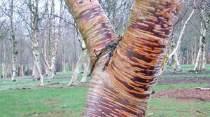 Mount Zao Purple is a stocky tree featuring unique bark with prominent bands of lenticels - credit: Stone Lane Gardens